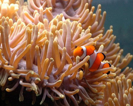Reef HQ Great Barrier Reef Aquarium - C Tourism 0