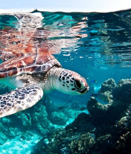 Reef HQ Great Barrier Reef Aquarium - C Tourism 1