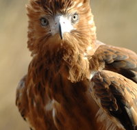 Alice Springs Desert Park - C Tourism