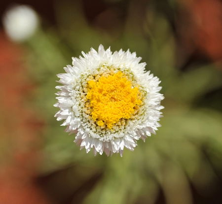 Alice Springs Desert Park - C Tourism 1