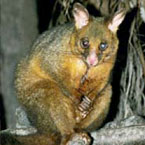 Warrawong Wildlife Park - C Tourism 2