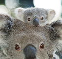 Billabong Koala and Wildlife Park - C Tourism