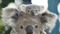 Billabong Koala And Wildlife Park - C Tourism 0