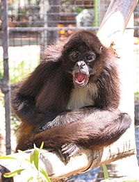 Billabong Koala And Wildlife Park - C Tourism 1