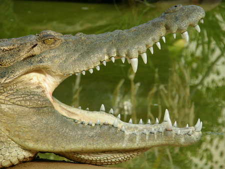 Dundee's Wildlife Park - C Tourism 1