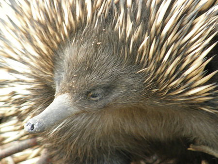 Dundee's Wildlife Park - C Tourism 3