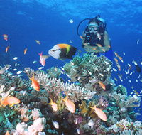 Drop Zone Dive Site - C Tourism