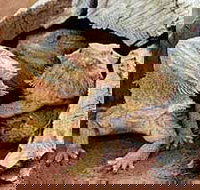 Alice Springs Reptile Centre - C Tourism