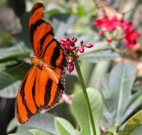 Butterfly Farm - C Tourism