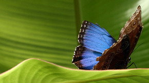 Butterfly Farm - C Tourism 3