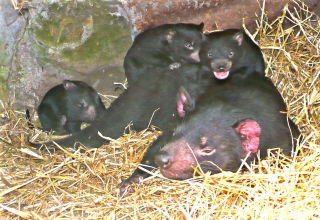 Four Mile Creek TAS C Tourism