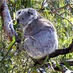 Koala Conservation Centre - C Tourism 0