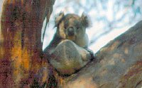 Koala Conservation Centre - C Tourism 2