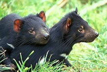 Taranna TAS C Tourism