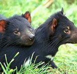 Great Oak Holdings Pty Ltd - C Tourism