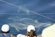 Temptation Sailing - C Tourism 2