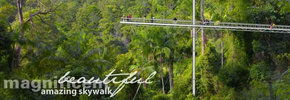 Rainforest Skywalk - C Tourism 2
