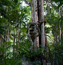 Rainforest Skywalk - C Tourism 3
