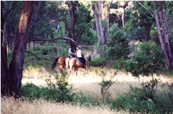 High Country Horses - C Tourism 1