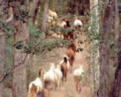 High Country Horses - C Tourism 2