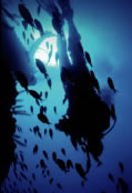 Scuba World - C Tourism 0
