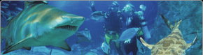 Scuba World - C Tourism 1