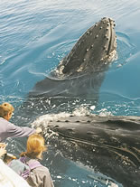 Storeyline Tours - C Tourism 1