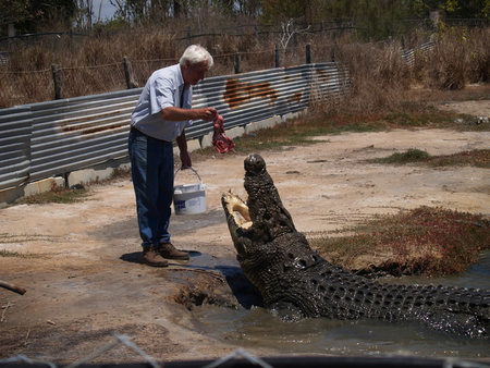 Koorana Saltwater Crocodile Farm - C Tourism 1