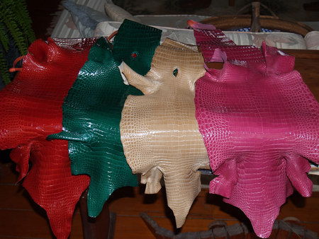 Koorana Saltwater Crocodile Farm - C Tourism 2