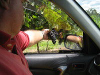 Mount Tamborine Winery & Homestead - C Tourism 1