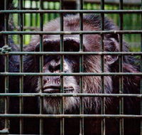 Rockhampton Zoo - C Tourism