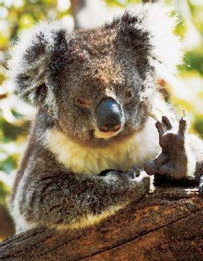 Gorge Wildlife Park - C Tourism 0