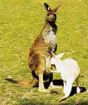 Gorge Wildlife Park - C Tourism 1