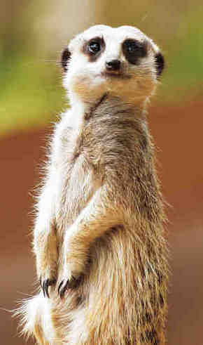 Gorge Wildlife Park - C Tourism 2