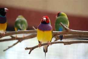 Kyabram Fauna Park - C Tourism 1