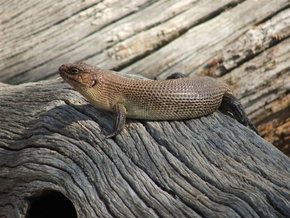 Kyabram Fauna Park - C Tourism 2
