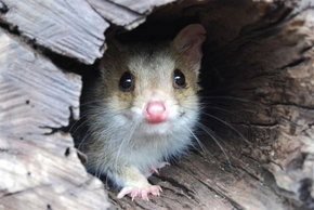 Kyabram Fauna Park - C Tourism 3