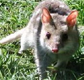 Urimbirra Wildlife Park - C Tourism