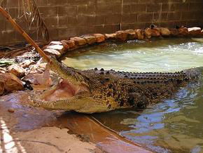 Wyndham Zoological Gardens And Crocodile Park - C Tourism 0