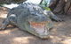 Wyndham Zoological Gardens And Crocodile Park - thumb 2
