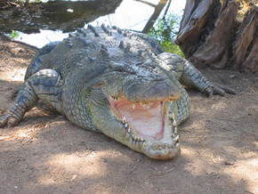 Wyndham Zoological Gardens And Crocodile Park - C Tourism 2