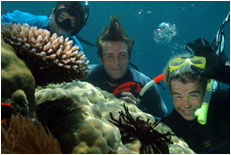 Dolphin Wild - C Tourism 1