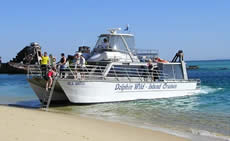 Dolphin Wild - C Tourism 2