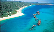 Dolphin Wild - C Tourism 3