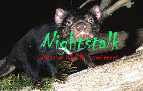 Something Wild - C Tourism 1