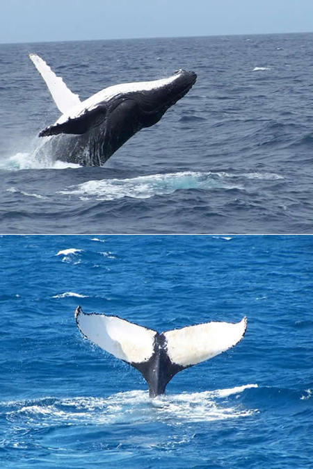 Mills Charters Fishing And Whale Watch Cruises - C Tourism 3