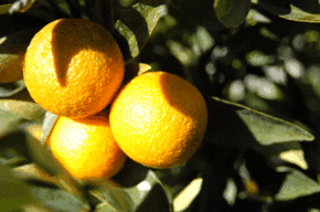 Kinloch Wines - C Tourism 1