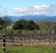 Buller View Wines - C Tourism