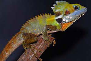 Cool Companions - C Tourism 2