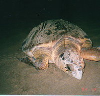 Footprints Adventures - C Tourism